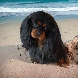 Cavalier King Charles Spaniel Puppies from Whisper Wood Acres