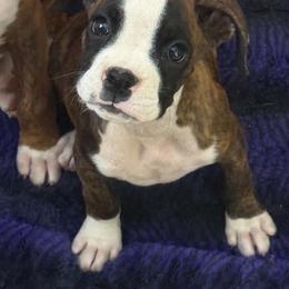 Girl 1 - Brindle female Boxer puppy in Earlsboro, Oklahoma from Lieben Boxers