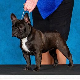 Salem - French Bulldog