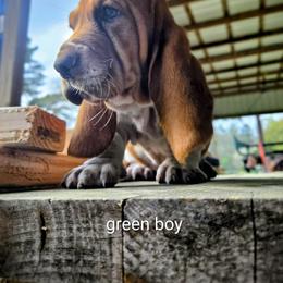 Basset Hound Puppies from Walkers Catuna Bassett Hounds