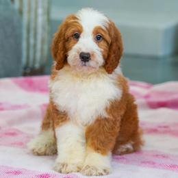 Rusty - Red male Bernedoodle puppy in Dundee, Ohio from Down Home Doodle