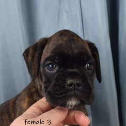 Boxer Puppies from Cadogans Boxers