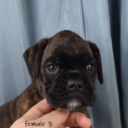 Boxer Puppies from Cadogans Boxers