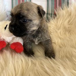 Boy 3 - Red brindle male Cairn Terrier puppy in Pottersville, Missouri from Cairn Terriers of Heatherridge,LLC