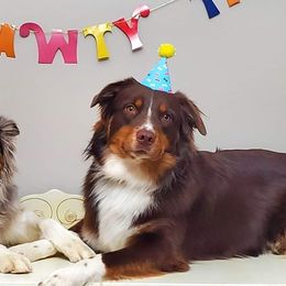 Australian Shepherds from Lakeside Aussies