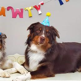 Australian Shepherds from Lakeside Aussies