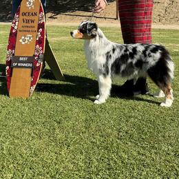 Stormee - Australian Shepherd
