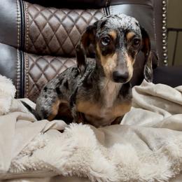 AKC Luna - Dapple female Dachshund puppy in Christiansburg, Virginia from Little Legs Luxury Dachshunds