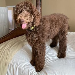 Poodle All Grown Up from Middle Earth Standard Poodles