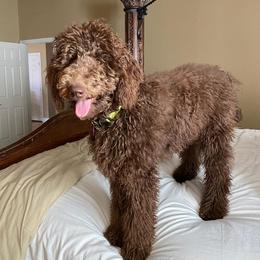 Poodle All Grown Up from Middle Earth Standard Poodles