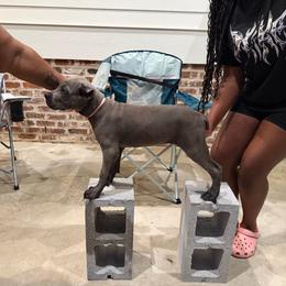 Red - Gray female Cane Corso puppy in Laplace, Louisiana from BFM Cane Corso’s