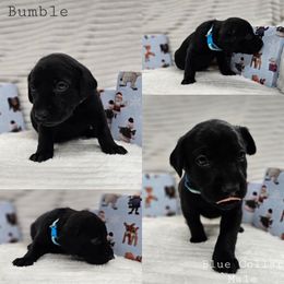 Bumble - Black male Labrador Retriever puppy in Boyd, Minnesota from Lindley Labradors