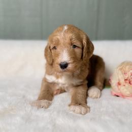 Morelle - Apricot female Goldendoodle puppy in Osage City, Kansas from Golden Ridge Goldens