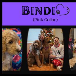 Goldendoodle All Grown Up from Nebraska Doodle Crew