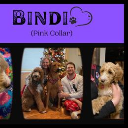 Goldendoodle All Grown Up from Nebraska Doodle Crew