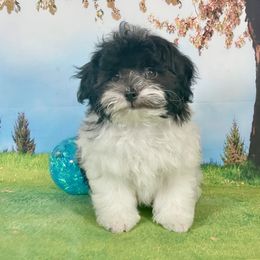 Clark - Black and white male Havanese puppy in Apopka, Florida from Dunhill Havanese