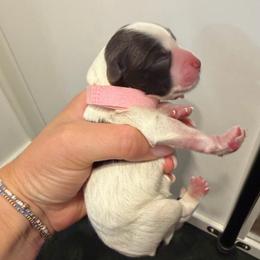 Halo - Pink Girl - Parti female Miniature Schnauzer puppy in Moro, Arkansas from Barkin’ Beauty Schnauzers