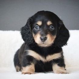 Licorice - Black and tan female Dachshund puppy in Cottage Grove, Oregon from Hidden Hills Dalmatians
