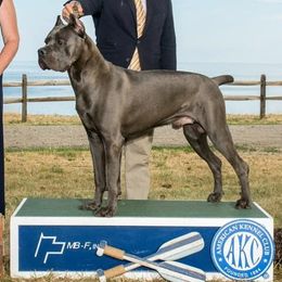 Cane Corso from Res Ipsa Kennels