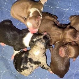Girl 2 - Red & white female Australian Shepherd puppy in Clarkrange, Tennessee from Vom Wolff