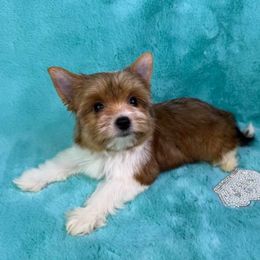 Candy - Gold female Yorkshire Terrier puppy in Henderson, Nevada from Pooch Perfect Puppies