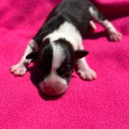 Susie - Parti female Miniature Schnauzer puppy in Clover, South Carolina from Bobo’s Babies Kennels