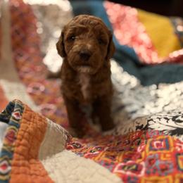 Shepherd - Red  male Goldendoodle puppy in Lillington, North Carolina from Peace, Love, and Puppies at the Creek