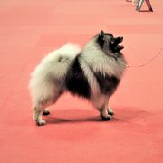 Teddy  - Keeshond