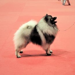 Teddy  - Keeshond
