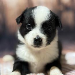 Blue - Black & white male Miniature Australian Shepherd puppy in Bartow, Florida from Peace Creek Aussies