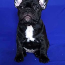 Hope - French Bulldog
