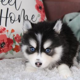 Onyx - Black and white male Pomsky puppy in Albany, Indiana from Hatz Off Puppies