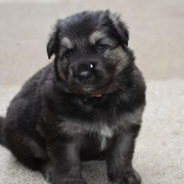 Shiloh Shepherd Puppies from Echo Shilohs