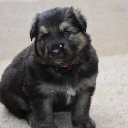 Shiloh Shepherd Puppies from Echo Shilohs