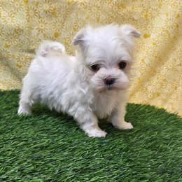 Prince - White male Maltese puppy in Monticello, Iowa from Ashley’s Puppies