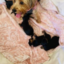 Yorkshire Terrier Puppies from Yuppie Yorkies
