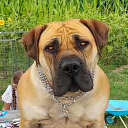 Boerboel Puppies from WILDCAT BOERBOELS