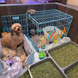 Milla - Poodle
