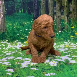 Goldendoodle Puppies from Bear Ridge Doodles