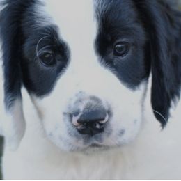 English Cocker Spaniel Puppies from Crack O' Dawn Cockers