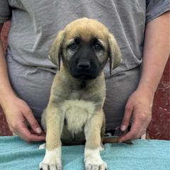 Phoenecias - Fawn female Anatolian Shepherd Dog puppy in Rapid River, Michigan from Echolight Australian Shepherds