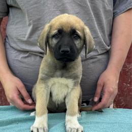 Phoenecias - Fawn female Anatolian Shepherd Dog puppy in Rapid River, Michigan from Echolight Australian Shepherds