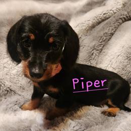 Dachshund Puppies from Circle F Wired Wieners