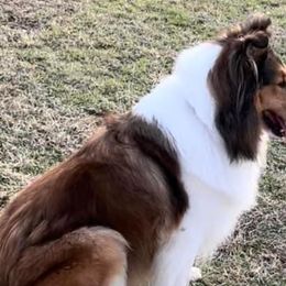 Collies from Cranford Collies