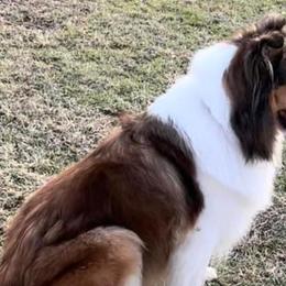 Collies from Cranford Collies
