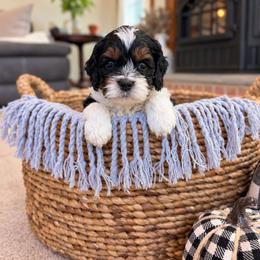 Gray Collar - Scabbers - Black and white male Cockapoo puppy in Mt Bethel, Pennsylvania from Stasia’s Cutiepoos