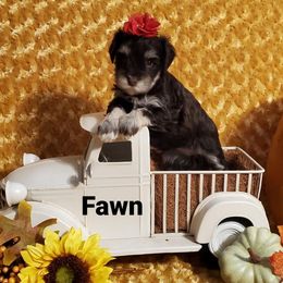 Fawn - Miniature Schnauzer puppy in Vernal, Utah from High Uinta Schnauzers