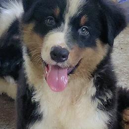 KNIGHT - Black tri-color male Australian Shepherd puppy in Elk Creek, Missouri from Hearts on Fire Australian Shepherds