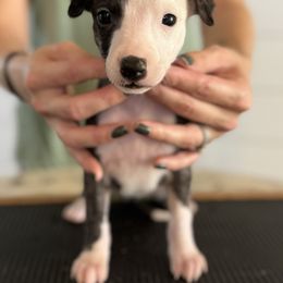 Leland - Whippet puppy from Wildbriar Whippets