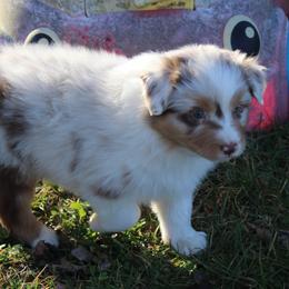 Nate - Red merle male Australian Shepherd puppy in Kansas, Oklahoma from Windy G Farm